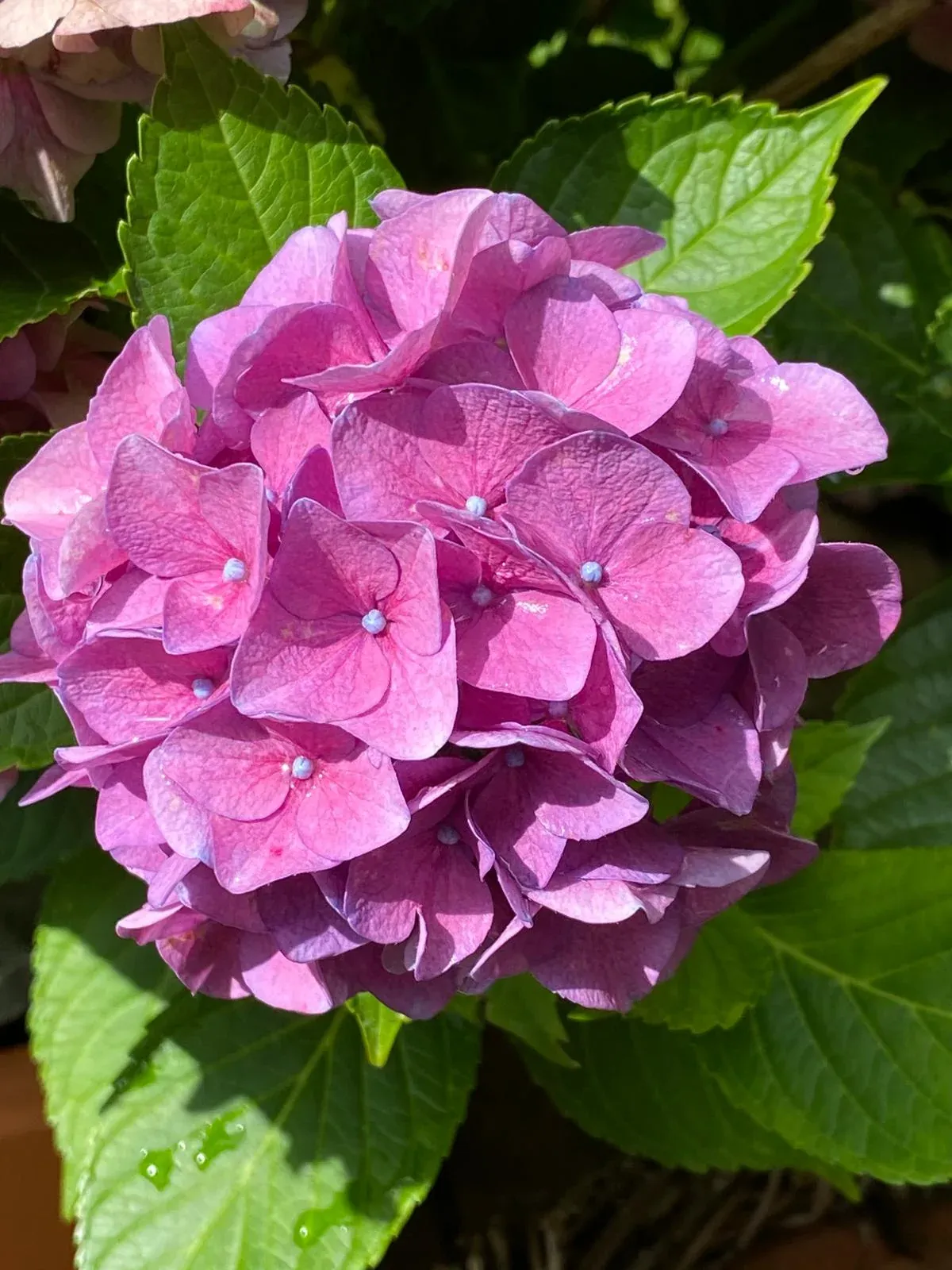 Eine violett-rosa Hortensienblüte in voller Blüte, umgeben von grünen Blättern